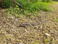 Pogona barbata