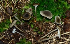 Hydropus praedecurrens