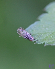 Diptera