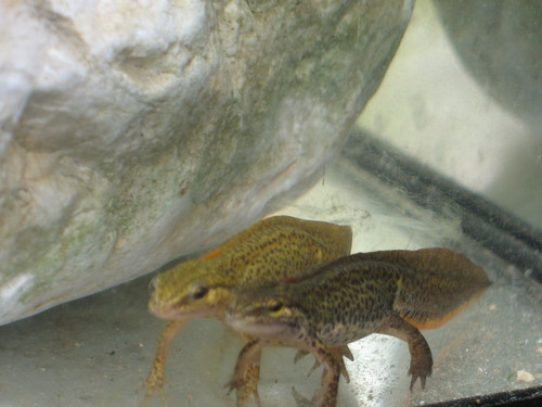 Greek Newt, 39°42'20.42"  20°38'22.72", photo 5 of 10