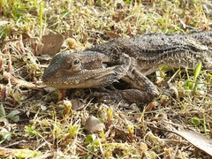 Pogona barbata