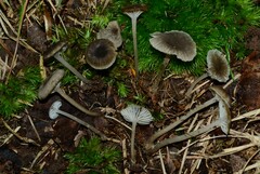 Hydropus praedecurrens