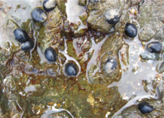 Nerita melanotragus