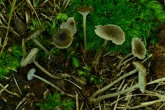 Hydropus praedecurrens