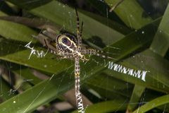 Argiope magnifica
