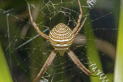 Argiope magnifica