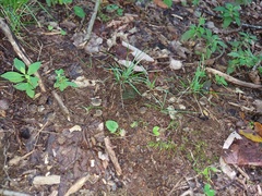 Hydropus praedecurrens