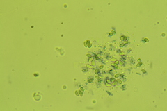 Hydropus praedecurrens