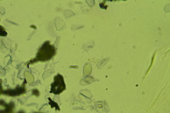 Hydropus praedecurrens