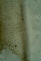 Dicranum elongatum