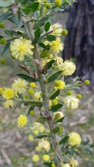 Acacia paradoxa