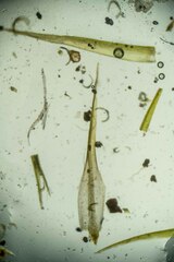 Dicranum elongatum
