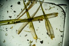 Dicranum elongatum