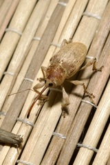 Curculio propinquus
