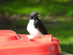 Rhipidura leucophrys