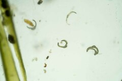 Dicranum elongatum