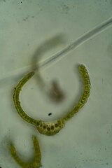 Dicranum elongatum