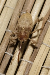 Curculio propinquus