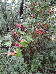 Crataegus
