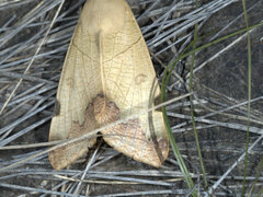 Ophiusa tirhaca
