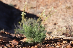 Arabidella glaucescens