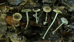 Hydropus praedecurrens