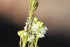 Arabidella glaucescens