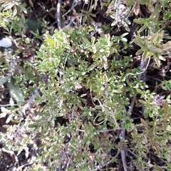 Thymus serpyllum
