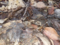 Hydropus praedecurrens