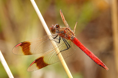 Sympetrum pedemontanum