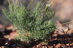 Arabidella glaucescens