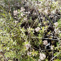 Thymus serpyllum