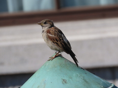 Passer domesticus