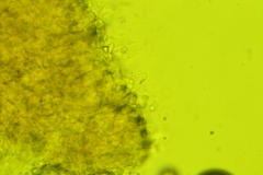 Hydropus praedecurrens