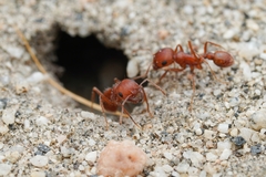 Pogonomyrmex magnacanthus