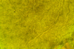 Hydropus praedecurrens