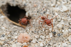 Pogonomyrmex magnacanthus