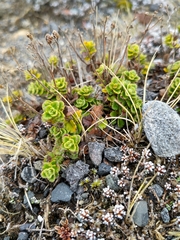 Veronica hookeriana