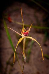 Caladenia pectinata