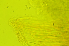 Hydropus praedecurrens