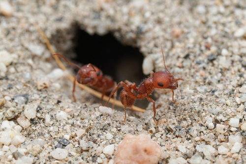 Big-eyed Harvester Ant