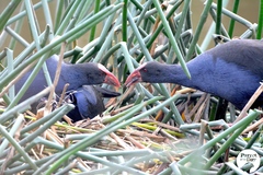 Porphyrio melanotus