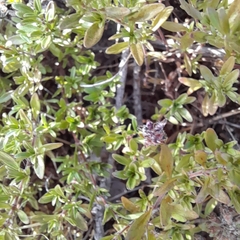 Thymus serpyllum