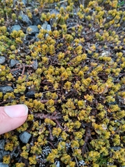Pimelea microphylla