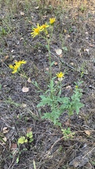 Jacobaea grandidentata