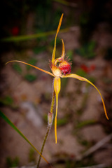 Caladenia pectinata