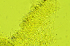 Hydropus praedecurrens