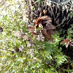 Thymus serpyllum