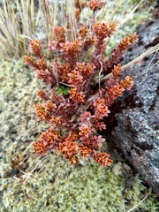 Epacris alpina