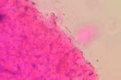 Hydropus praedecurrens